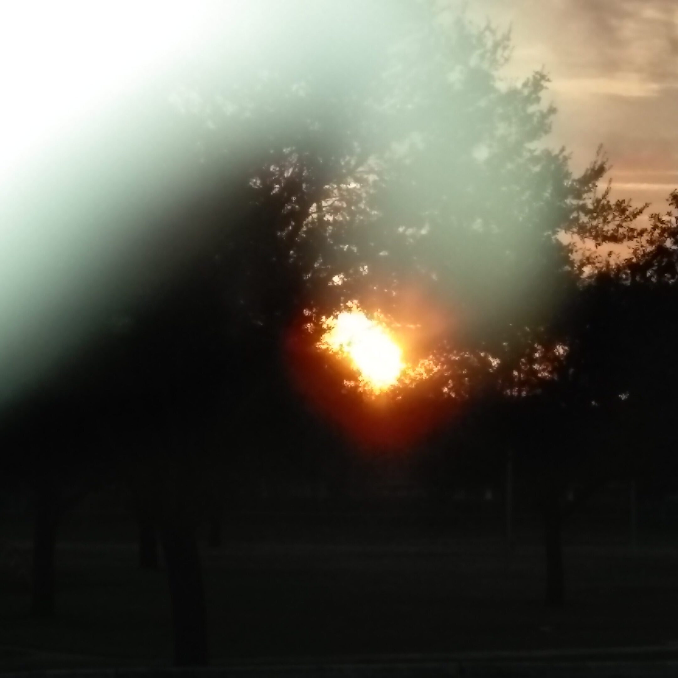 Sunset through trees with light streaks.