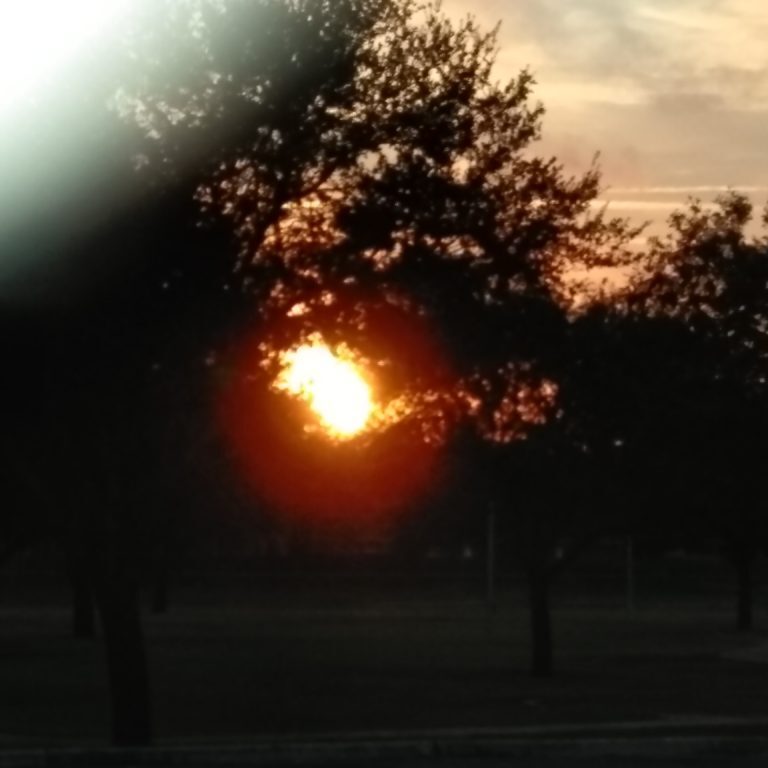 Sunset through silhouetted trees in park.