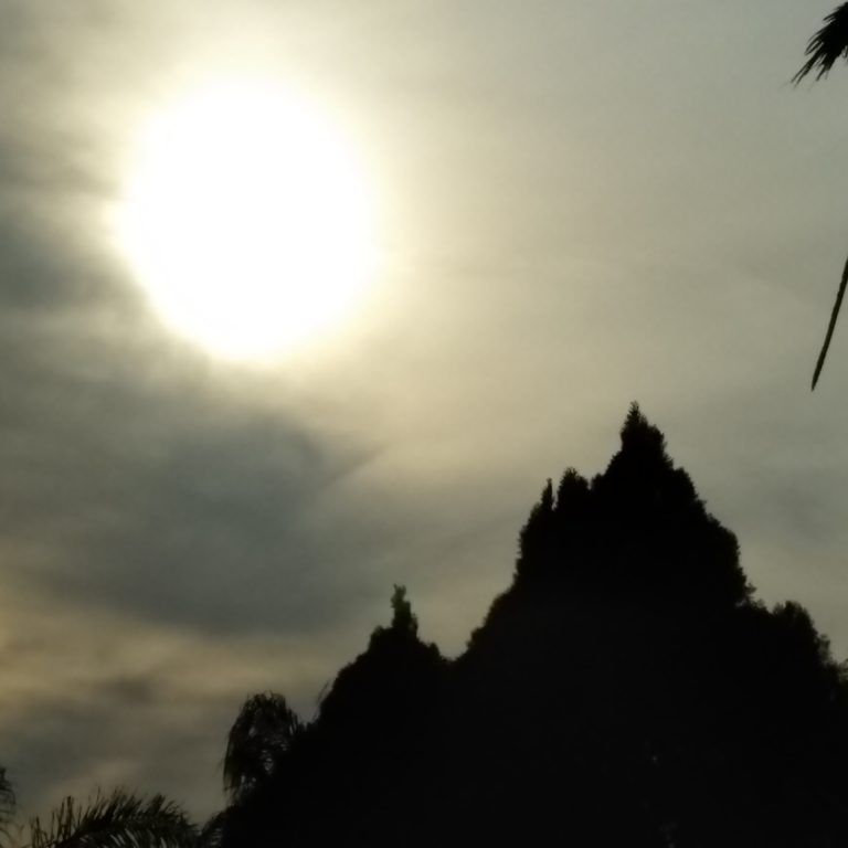 Silhouetted trees against a bright cloudy sky.