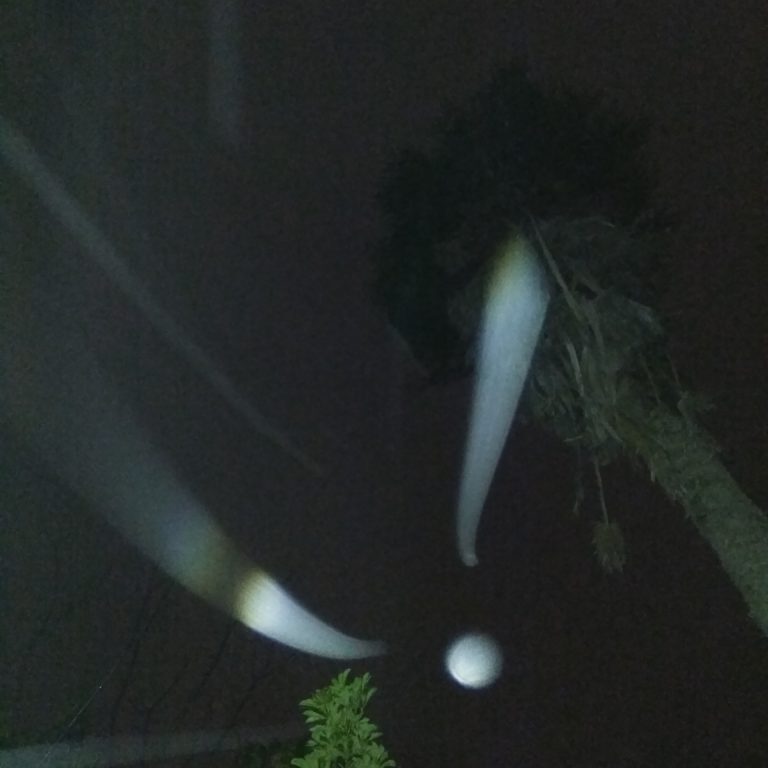 Night sky with tree and light trails.