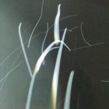 Abstract light streaks on dark background.