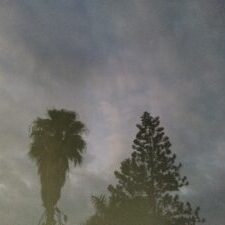 Trees silhouetted against a cloudy sky.