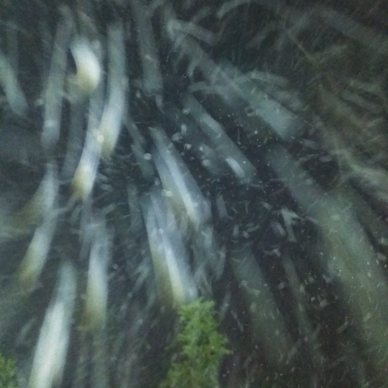 Snow falling at night with blurred motion.