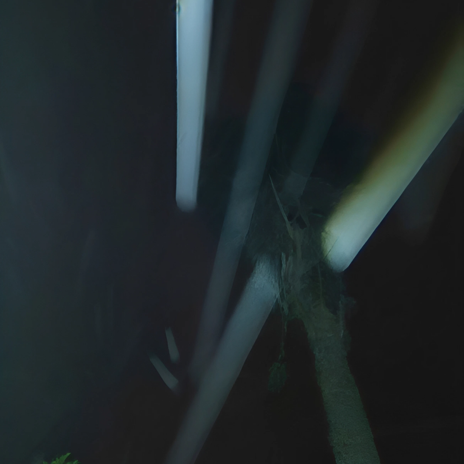 Palm tree with streaking lights at night