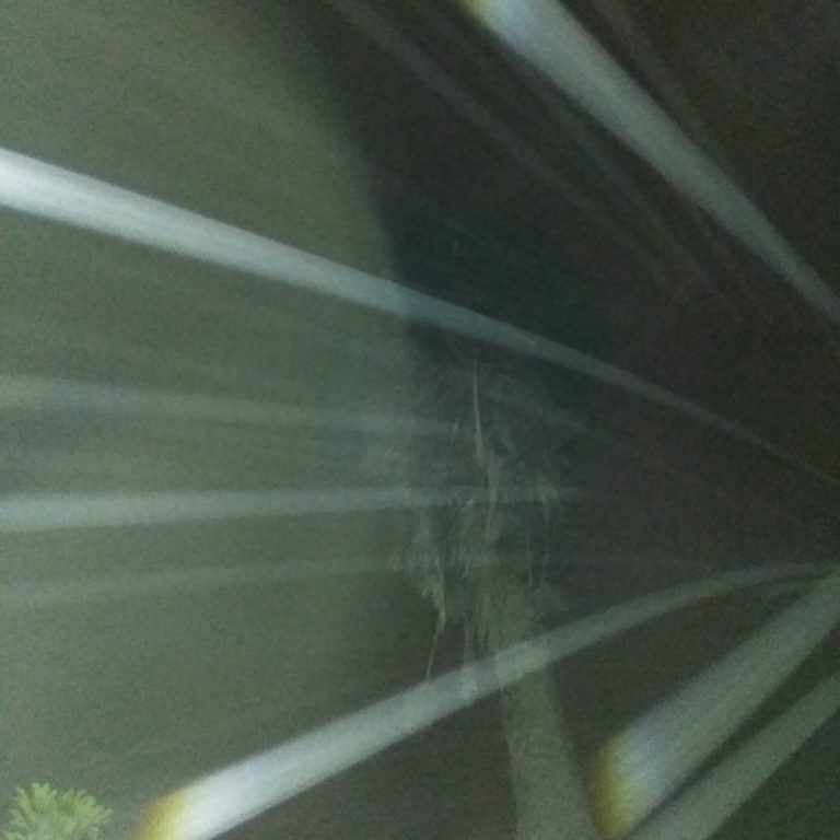 Palm tree with light beams at night.