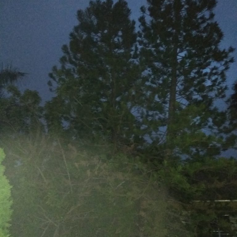 Tall trees under a dark evening sky.