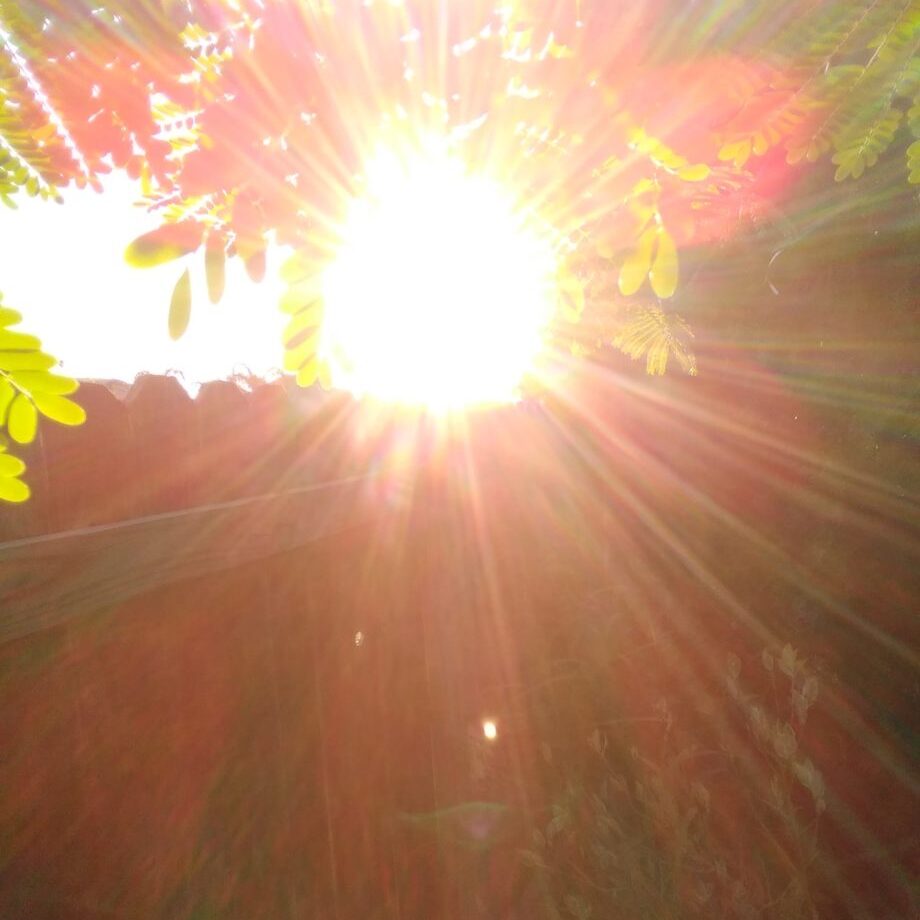 Bright sunlight through leaves and branches.