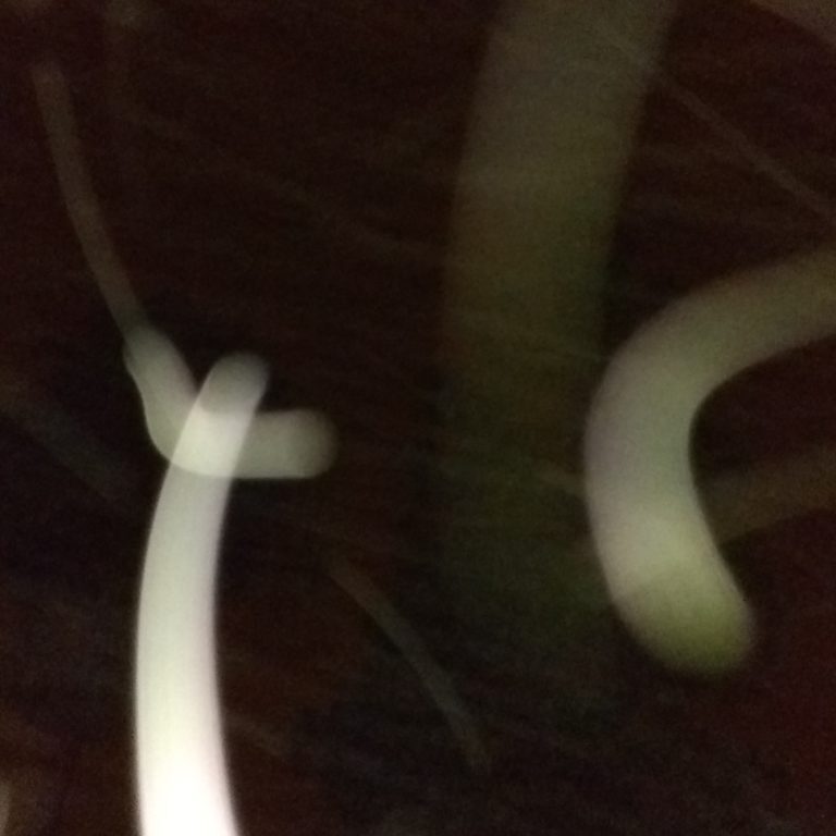 Abstract light trails on dark background.