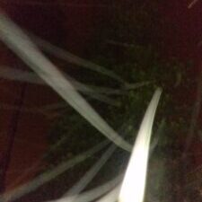 Toilet paper rolls on tree at night.