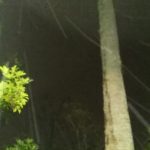 Tall tree in a dark forest setting.