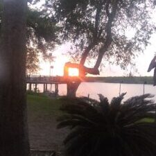 Sunset through tree by a lakeside pier.