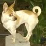 Small dog standing on a stone block.