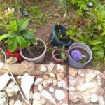 Potted plants and rocks in garden setting.