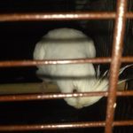 White bird perched inside a cage.