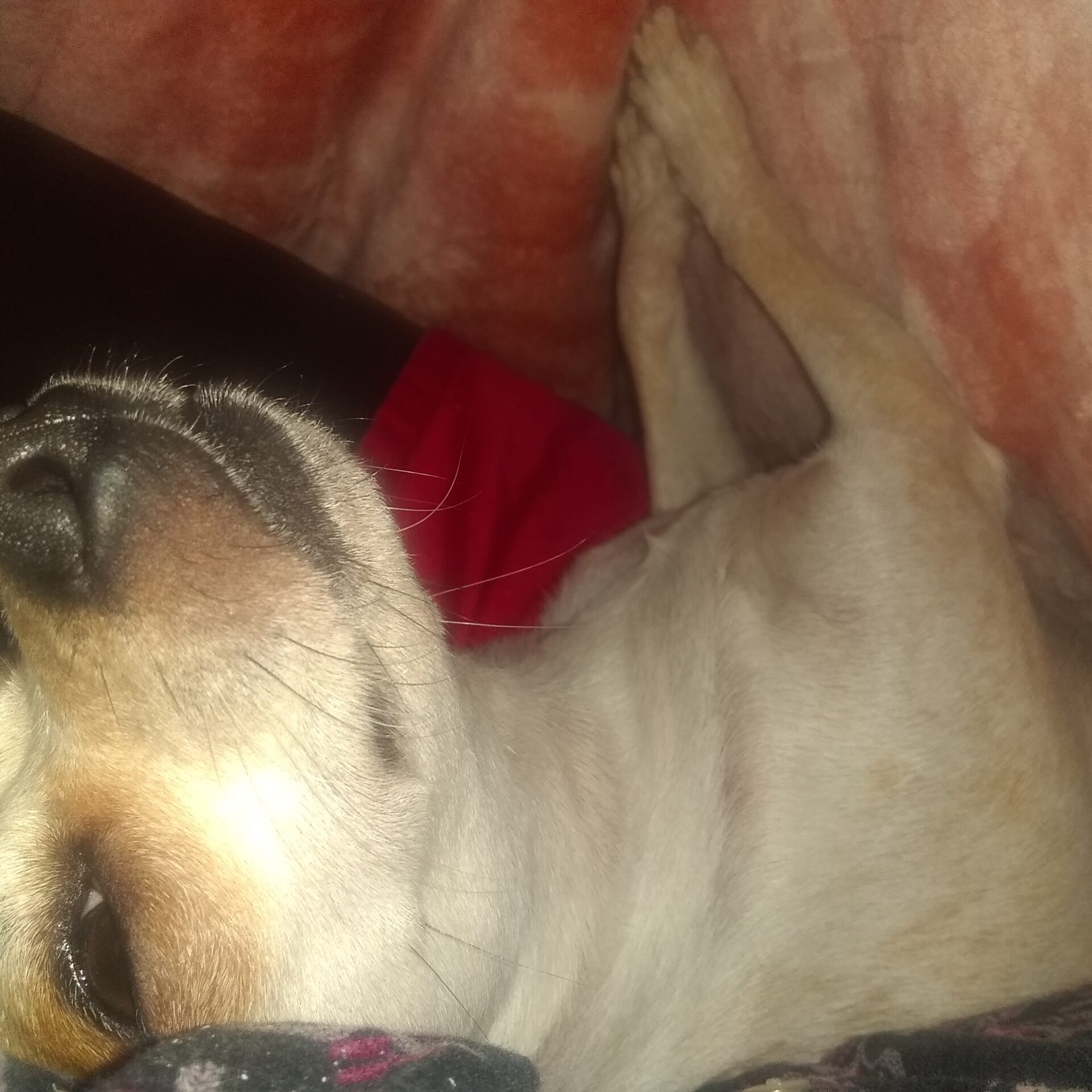 Sleeping dog wrapped in cozy blankets.