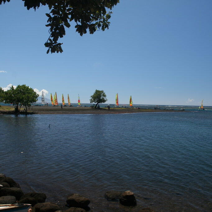 Tropical shoreline with colorful sailboats and trees.