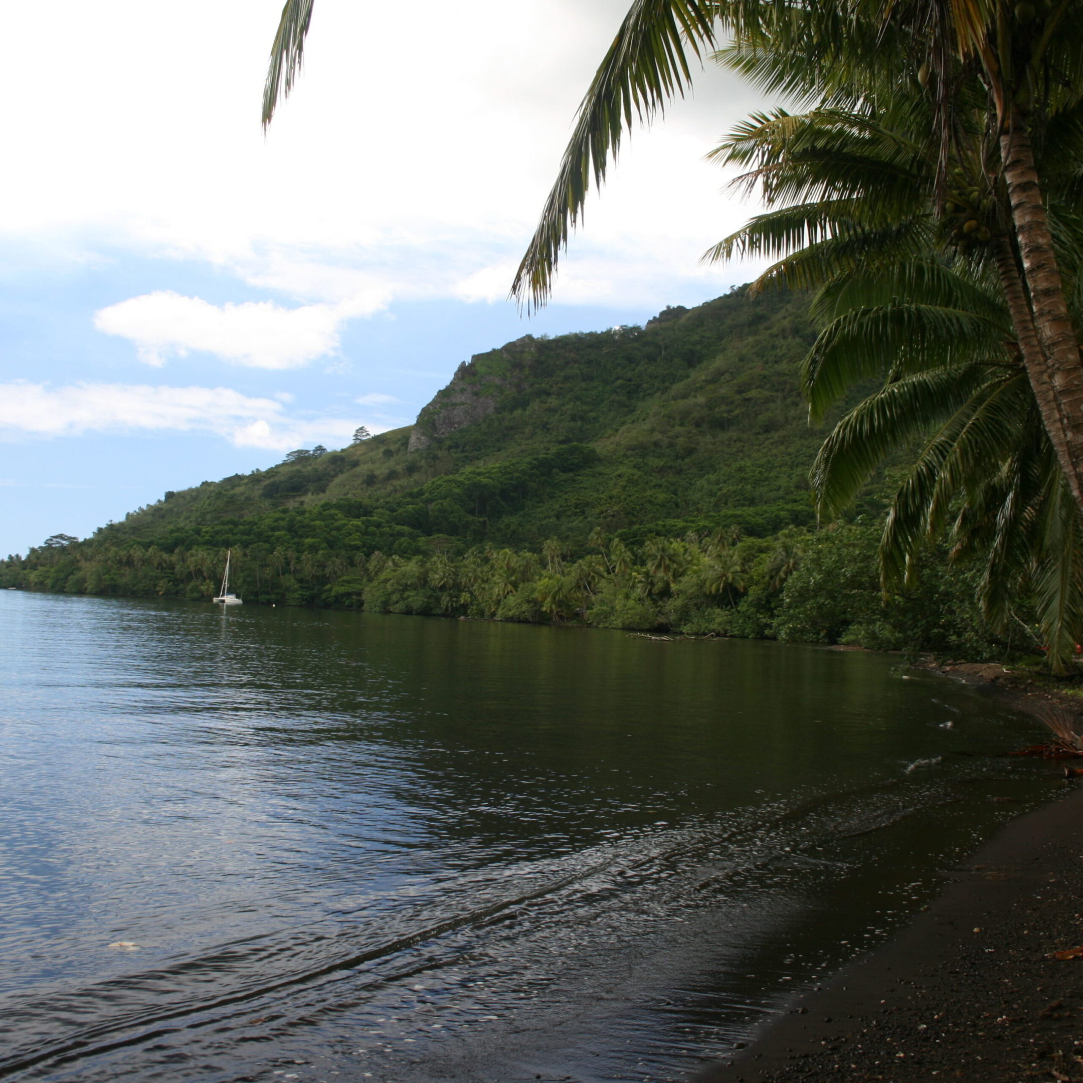 Tropical beach with palm trees and hills.