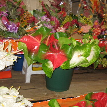 Potted anthuriums with colorful surrounding flowers.