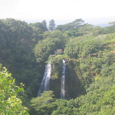 Waterfall cascading through lush green forest.