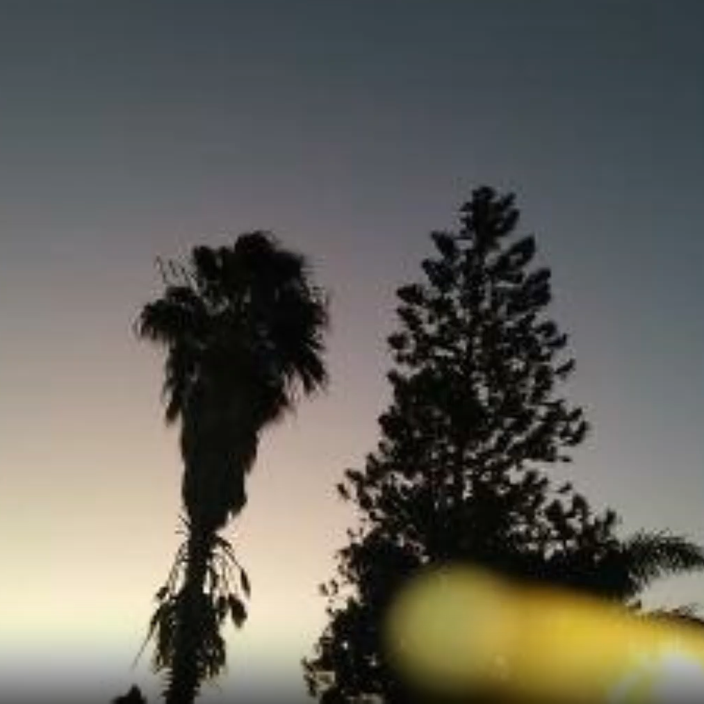 Silhouetted trees against a dusky sky.