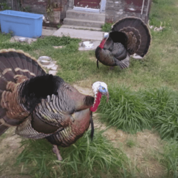 Two turkeys strutting in a yard.