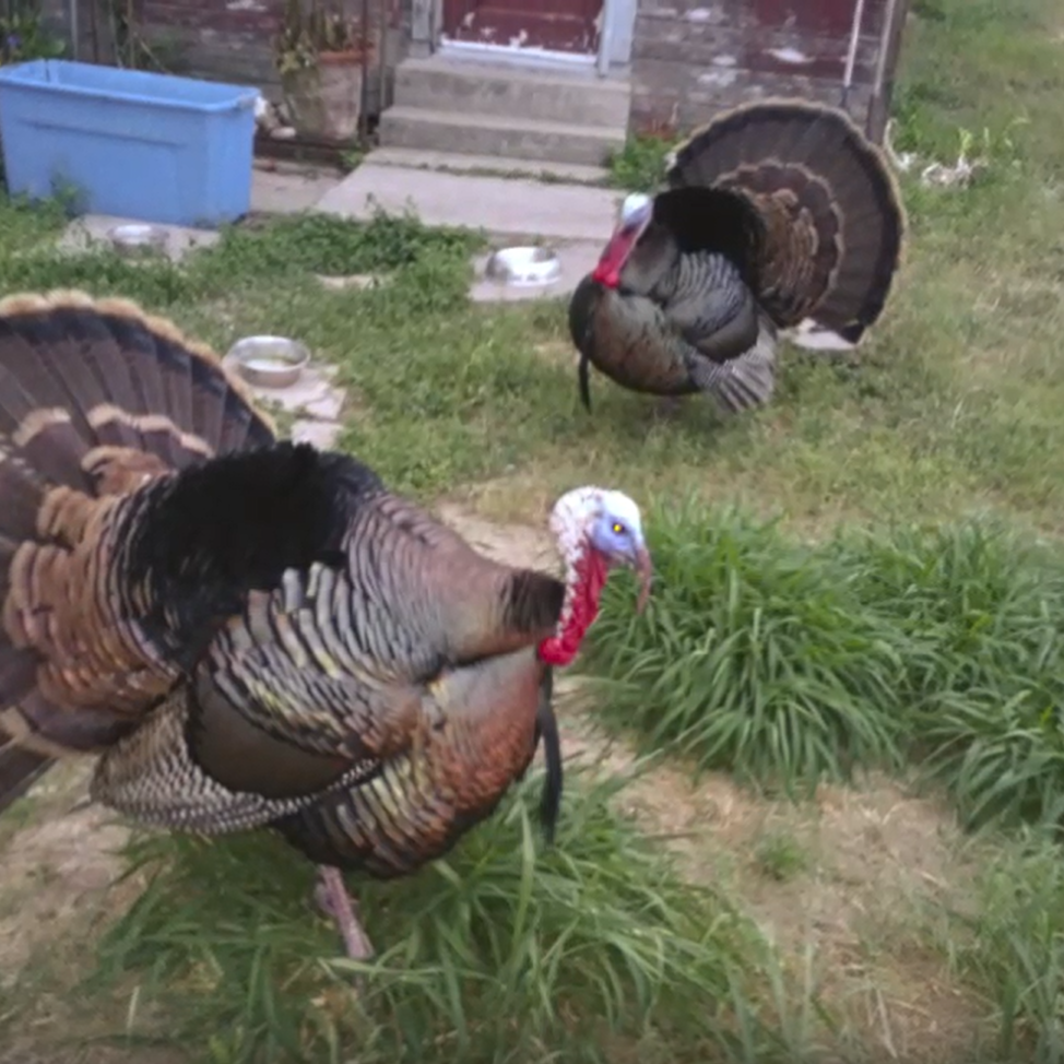 Two turkeys strutting in a yard.