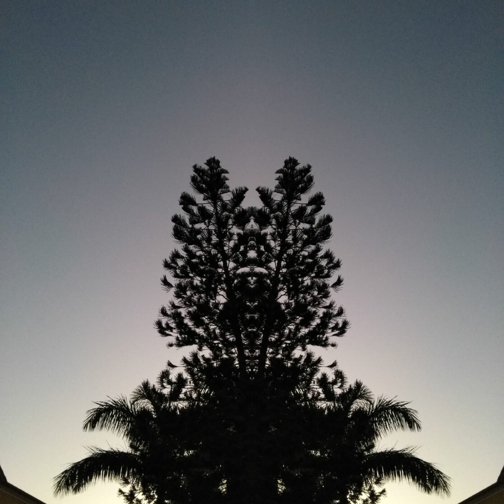 Silhouetted tree against twilight sky.
