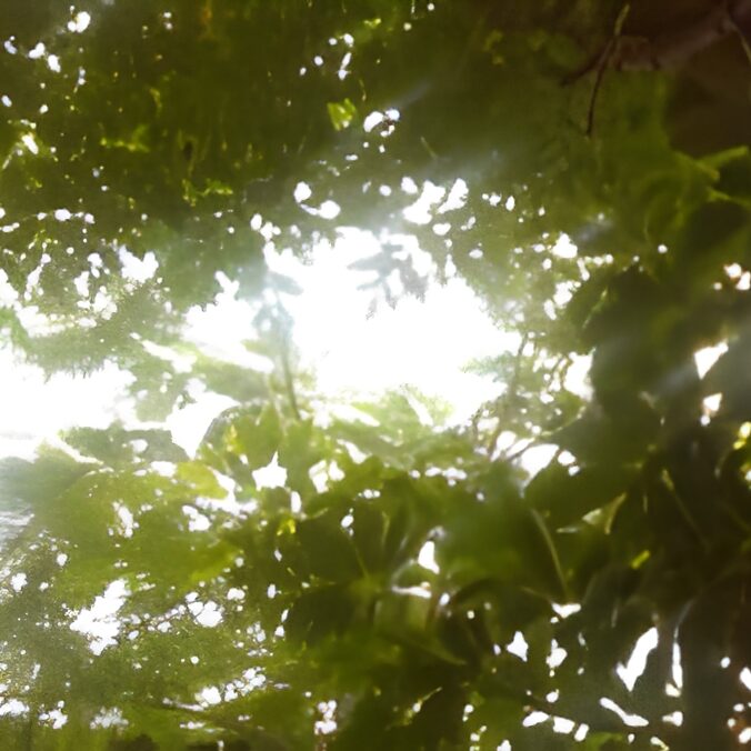 Sunlight filtering through dense green foliage.